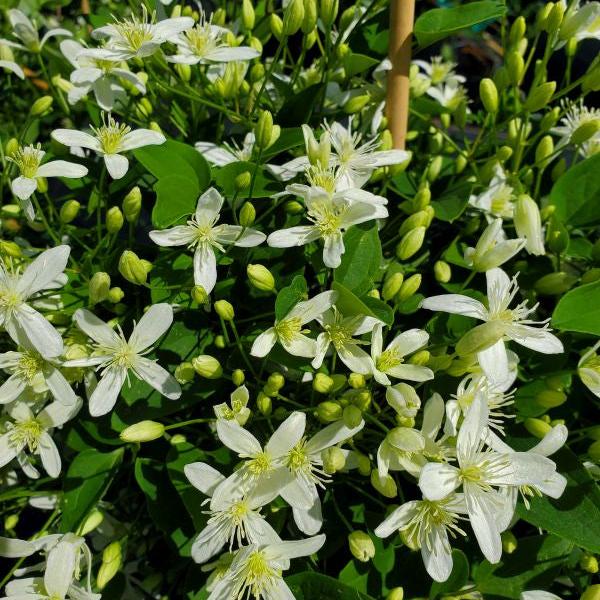 Clematis paniculata