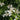 Climbing Hydrangea 'Petiolaris' 