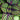 ColeusFishnetStockings