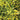 ColeusSwallowtail