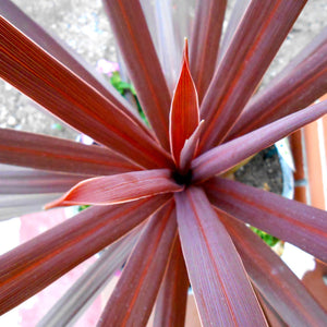 Cordyline Red Star
