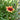 Coreops 'Desert Coral' (Threadleaf Coreopsis)