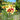 Coreopsis DESIGNER THREADS® 'Creamy Calico' (Tickseed) PRC