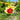 Coreopsis DESIGNER THREADS® 'Creamy Calico' (Tickseed) PRC