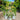 Coreopsis DESIGNER THREADS® 'Creamy Calico' (Tickseed) PRC