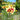 Coreopsis Designer Threads™'Creamy Calico' (Threadleaf Coreopsis) OVD