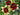 Coreopsis 'Creamy Calico' (Designer Threads™)