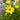 Coreopsis ver. 'Creme Brulee' (Tickseed)