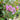 Lagerstroemia  indica 'Catawba'   (Catawba Crapemyrtle)