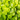 Lysimachia 'Aurea' (Creeping Jenny)