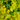 Lysimachia 'Aurea' (Creeping Jenny)