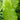 Crocodile Fern 2