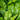Crocodile Fern cu