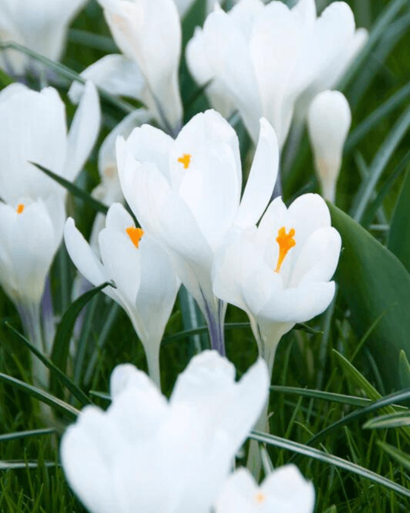 Crocus Peter Pan Bulbs