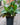 Croton 'Petra'