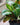 Croton 'Petra'
