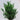A Cryptomeria Globosa plant with green leaves and cones, potted in a container.
