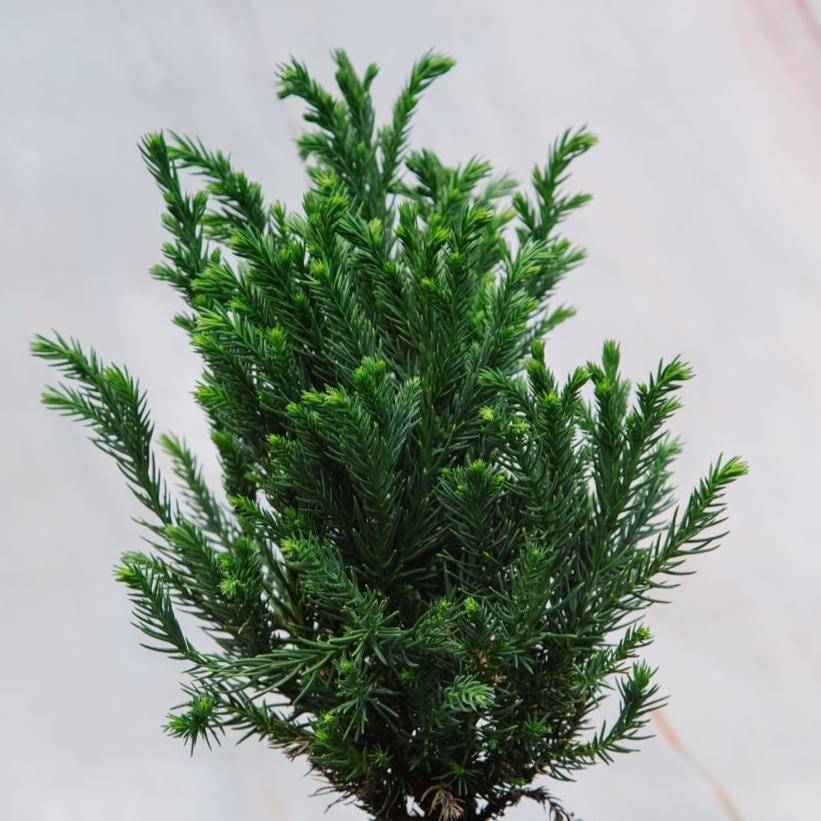 Cryptomeria Globosa