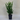 Cryptomeria 'Black Dragon'
