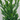 Cryptomeria 'Black Dragon'