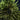 Cryptomeria Black Dragon