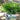 Cryptomeria japonica 'Dragon Knight'™