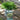 Cryptomeria japonica 'Dragon Knight'™