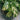 Ctenanthe Lubbersiana
