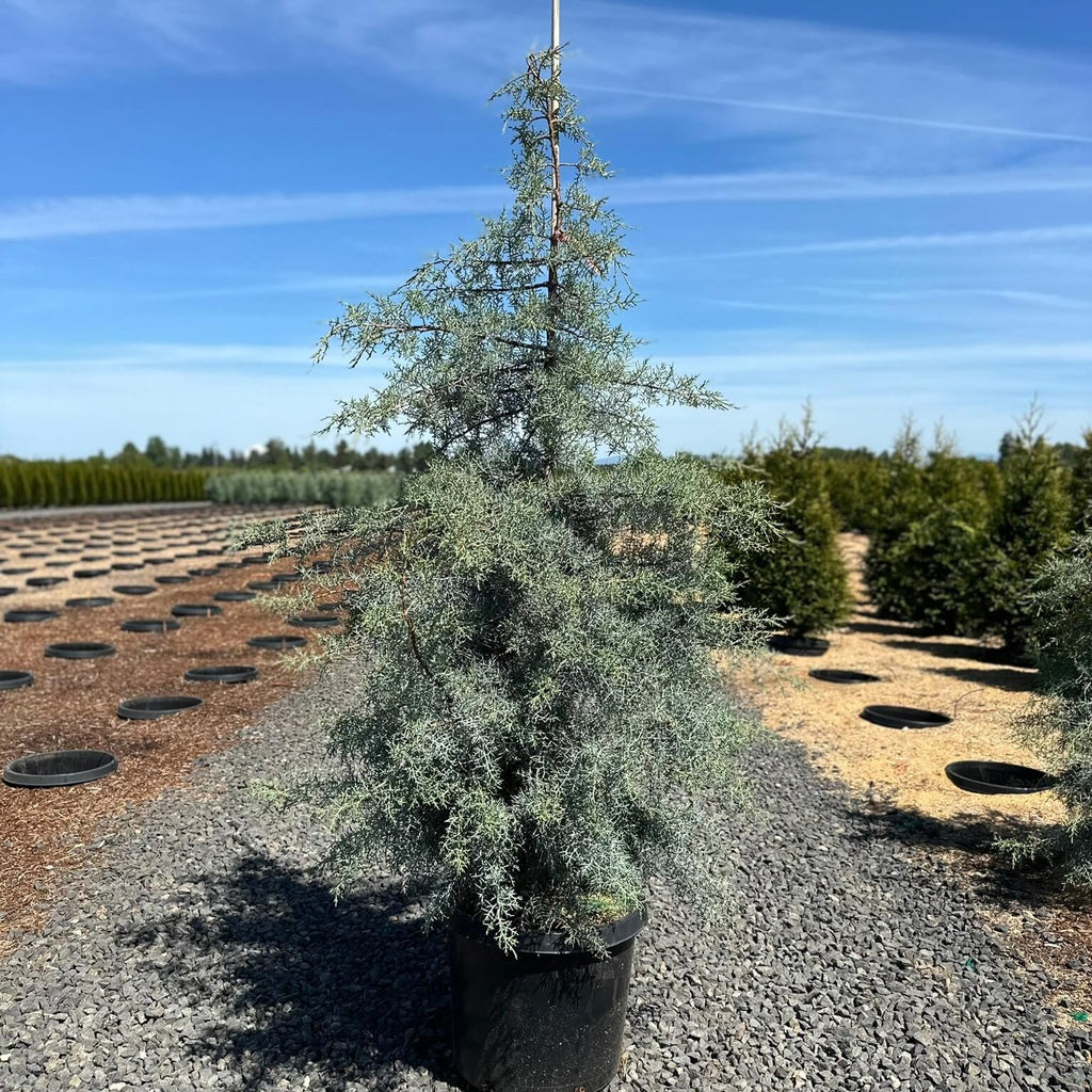 Blue Ice Arizona Cypress