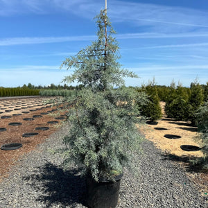 Blue Ice Arizona Cypress