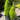 Cupressus macrocarpa 'Wilma Goldcrest' (Lemon Cypress)