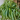Curly Bonnie Spider Plant 