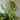 Curly Bonnie Spider Plant 