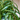 Curly Bonnie Spider Plant 