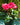 Cyclamen Pink