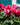 Cyclamen Pink