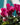 Cyclamen Purple