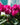 Cyclamen Purple