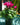 Cyclamen Purple