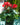 Cyclamen Red