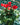 Cyclamen Red