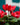 Cyclamen Red