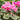 Cyclamen Rose Pink Mini