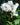 Cyclamen White