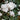 Cyclamen white