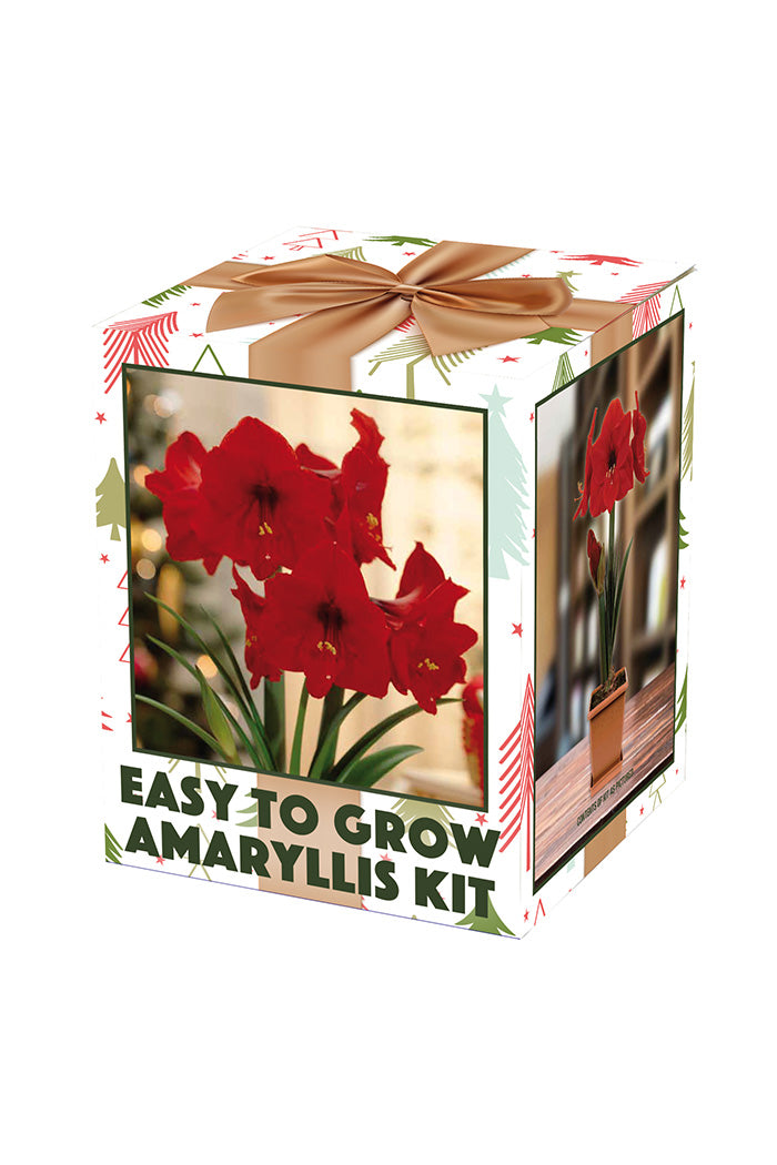 Amaryllis Red Lion In Boxed Kit