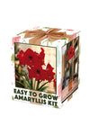 Amaryllis Red Lion In Boxed Kit