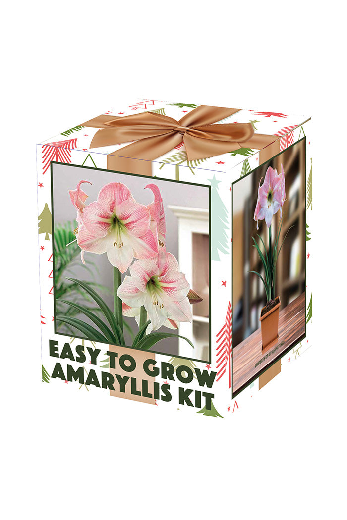 Amaryllis Apple Blossom Boxed Kit