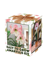 Amaryllis Apple Blossom Boxed Kit