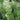 Scutellaria incana 'Prairie Snow' (Skullcap)